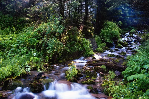 stock image Small creek