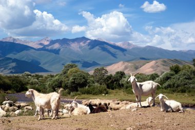 Herd of goats clipart