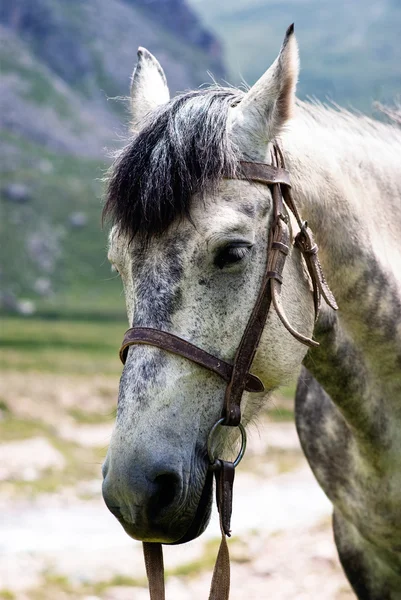 Portrait gray horse — Stock Photo, Image