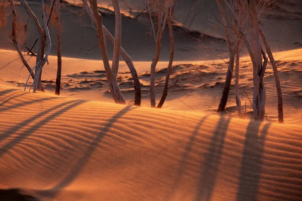 Západ slunce v písku pouště — Stock fotografie