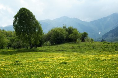 dağ çayırı