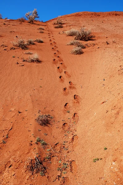 Footprint in desert — Stock Photo, Image