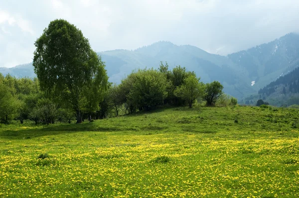 Stock image Mountain meadow