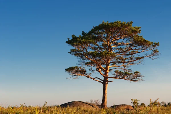 Bir çam ağacı — Stok fotoğraf