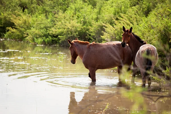 Δύο άλογα στο νερό — Φωτογραφία Αρχείου