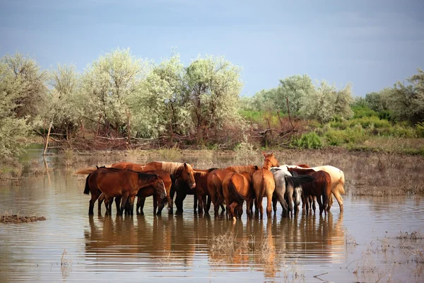 Group horses in water — Stock Photo, Image