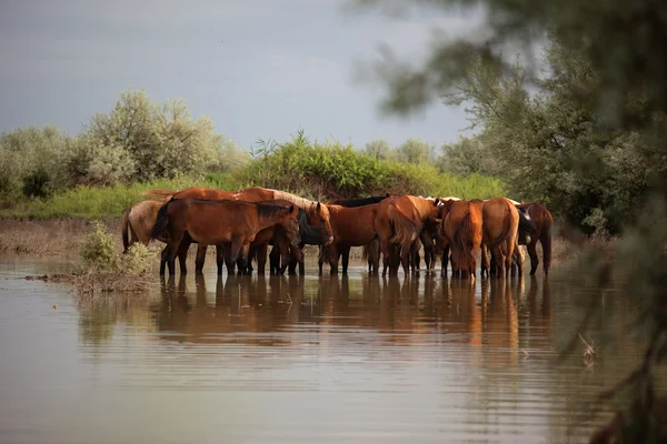 Групповые лошади в воде — стоковое фото