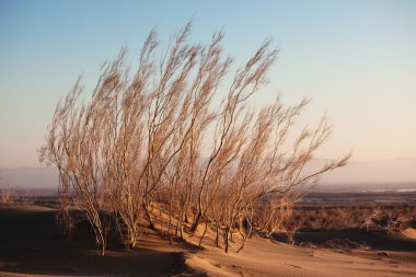 Shrub Saxaul (Haloxylon) in sand desert clipart