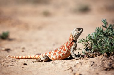 Lizard in desert clipart