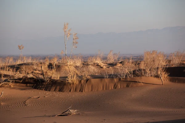 Krzew Saxaul (Haloxylon) w piasek pustyni — Zdjęcie stockowe