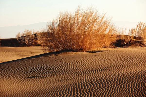 Keř Saxaul (Haloxylon) v písku pouště — Stock fotografie