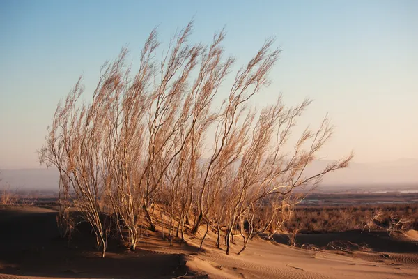 Struik Saxaul (Haloxylon) in zand woestijn — Stockfoto