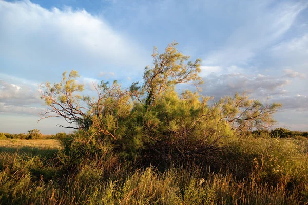 Arbusto Saxaul (Haloxilón ) — Foto de Stock