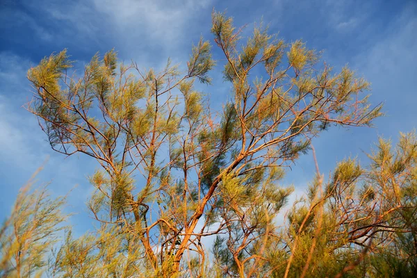 나무 Saxaul (Haloxylon) — 스톡 사진
