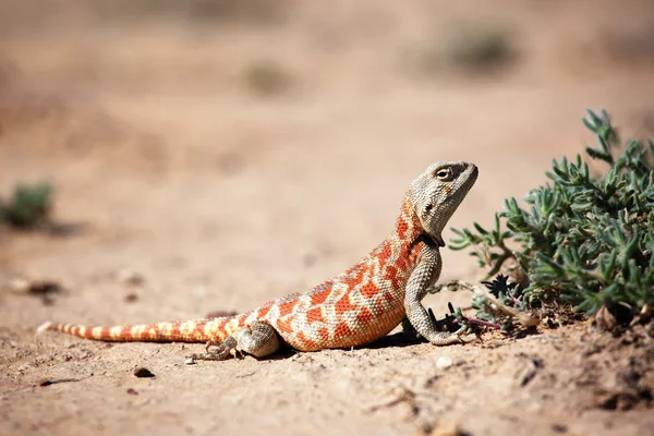 Lizard in desert — Stock Photo, Image