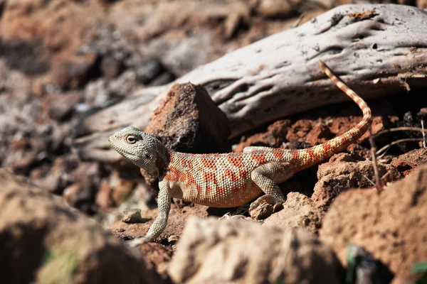 사막 도마뱀gyík-sivatagban — 스톡 사진