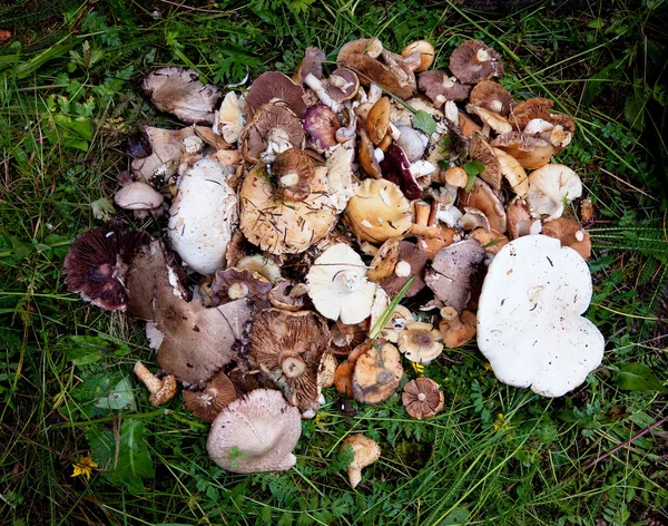 stock image Mushrooms in the forest