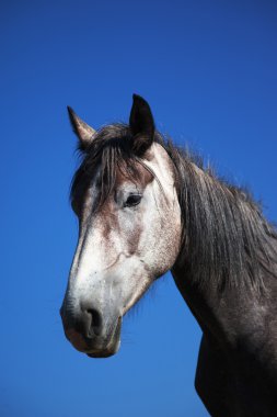 Gray horse portrait clipart