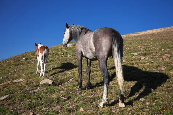 Άλογο και πουλάρι — Φωτογραφία Αρχείου