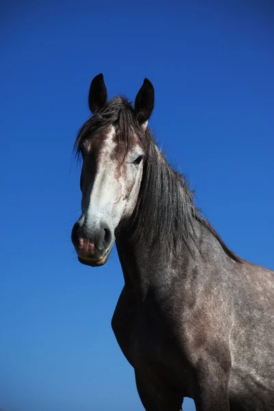 Grå häst porträtt — Stockfoto