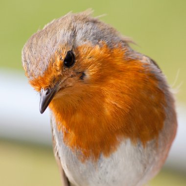 European robin closeup showing feather detail clipart