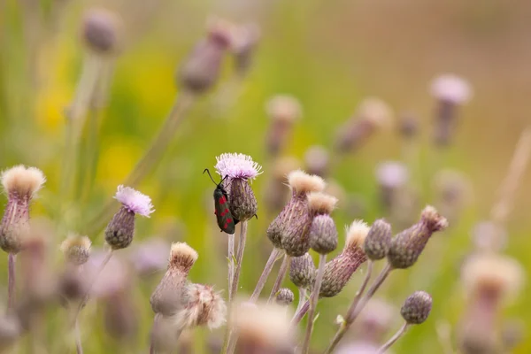 Stock image Burnet moth foraging in thistles