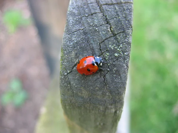 Uğur böceği / bahçe çiti yazı üzerine oturan uğur böceği — Stok fotoğraf