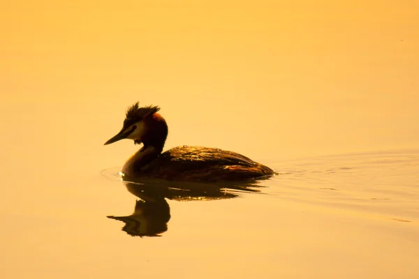 Grand grèbe huppé nageant sur un lac doré au coucher du soleil — Photo