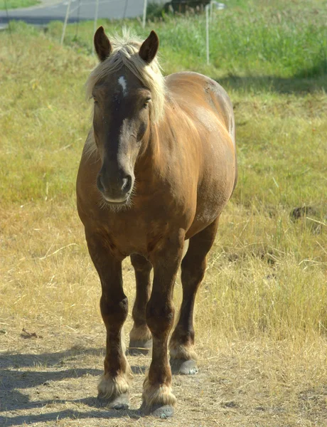 Stock image Horse