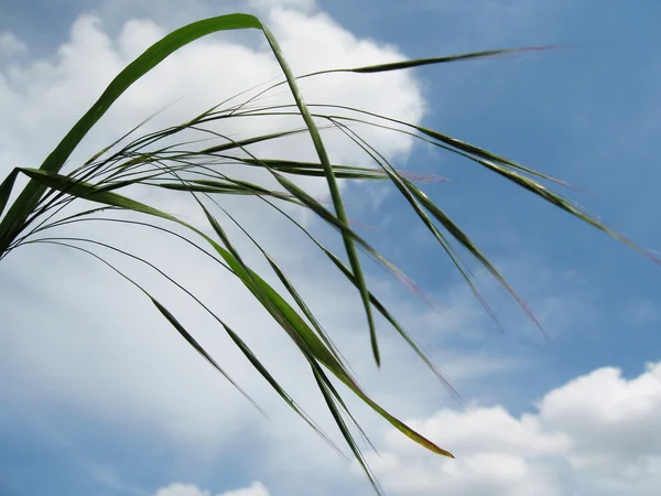 Spike gräs mot himlen — Stockfoto