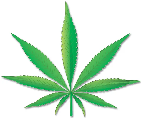 Cannabisblatt auf weißem Hintergrund — Stockfoto