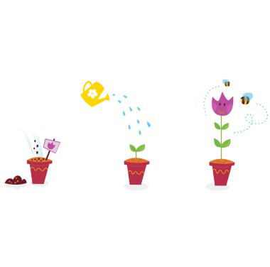 Garden flowers growth stages - tulip clipart