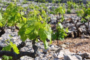 Vineyard yakın çekim