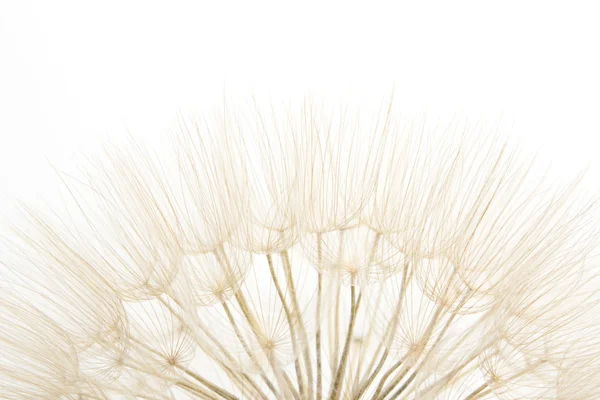 stock image Dandelion close up