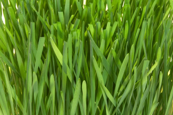 Травяной макро — стоковое фото