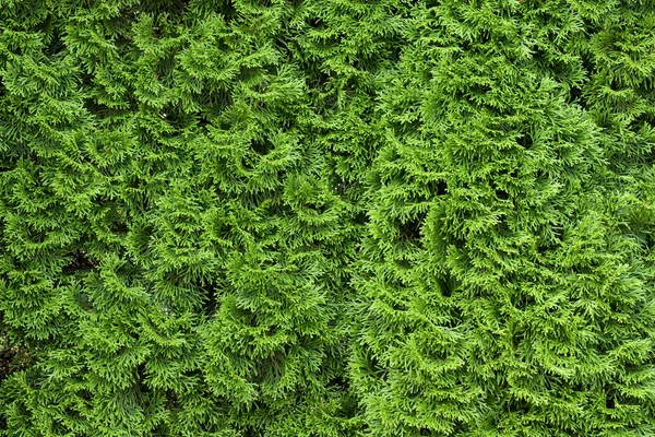 stock image Thuja texture