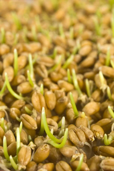 Пшеничные микробы — стоковое фото