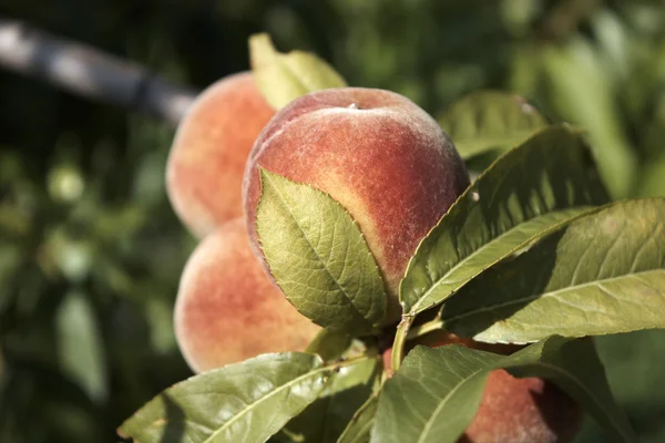 Peaches on tree Royalty Free Stock Images
