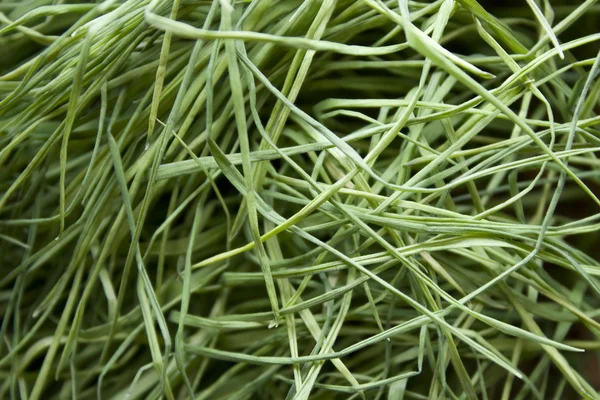 Wyblakłe trawa — Zdjęcie stockowe