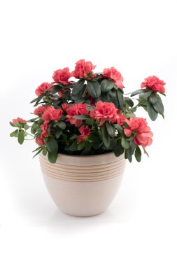 Azalea Indica clipart