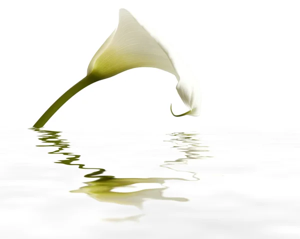Calla with reflection — Stock Photo, Image