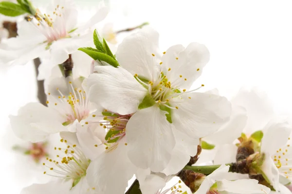 stock image White almond flower