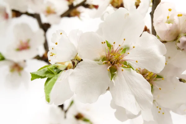 stock image Almond flower