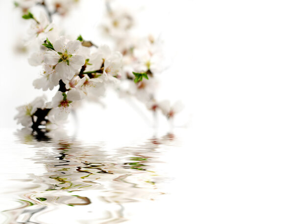 Almond flower with reflection