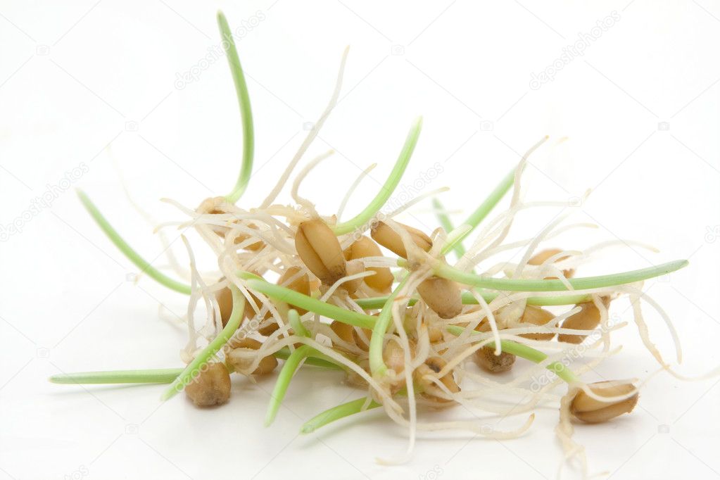 Wheat sprouts on white background