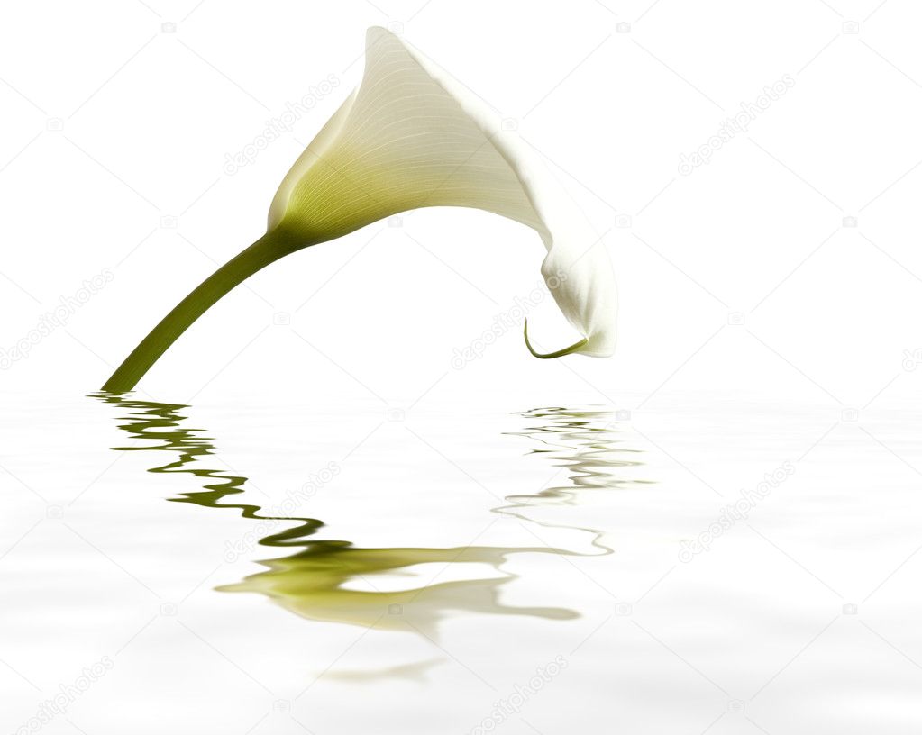 Calla with reflection