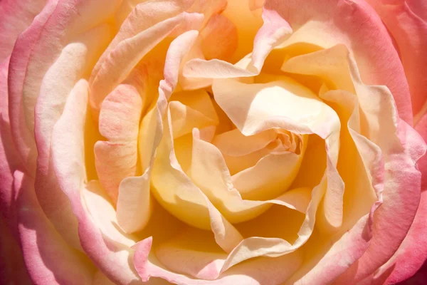 stock image Rose close up