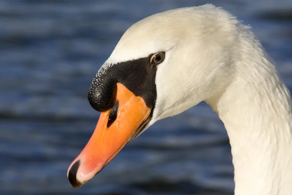 Stock image Swan close up