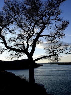 ağaç silhouete