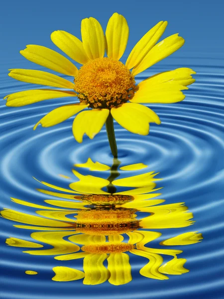 Yellow daisy — Stock Photo, Image